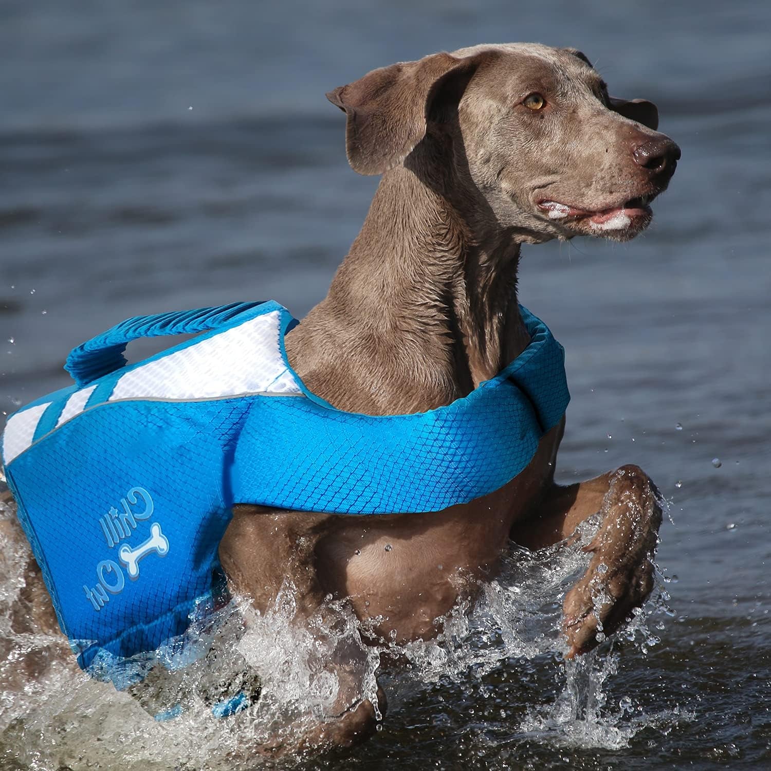 Dog Pool Float Dog Life Jacket,Dog Life Vest,Dog Life Vest for Boat,Dog Vest,Dog Jacket,Dog Life Vests for Swimming,With Superior Buoyancy & Rescue Handle